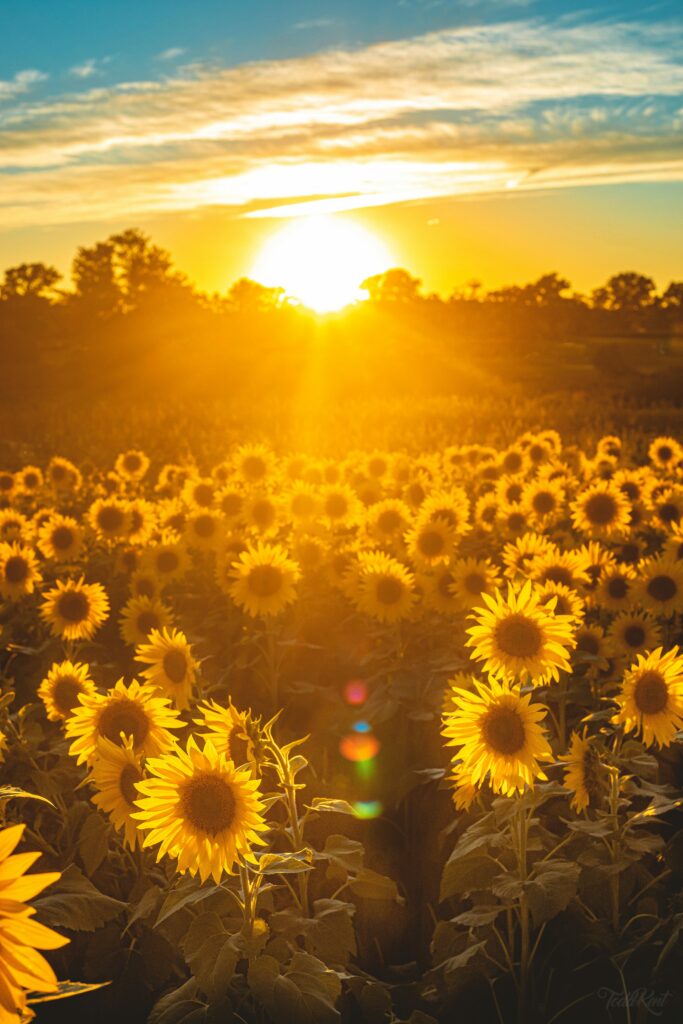 field of yellow sunflowers with the sun setting in the distance.